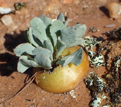 Othonna cacalioides