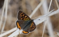 Lycaena phlaeas phlaeoides