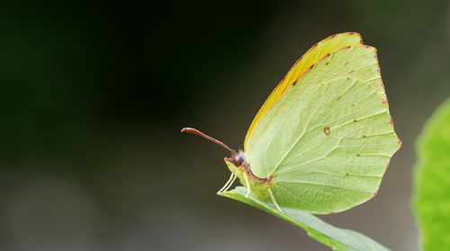 Madeira Brimstone