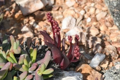 Lachenalia patula