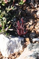 Lachenalia patula