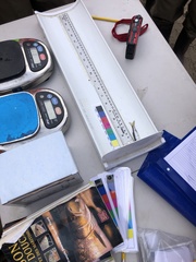 Notropis atherinoides