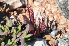 Lachenalia patula
