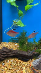 Hyphessobrycon pyrrhonotus