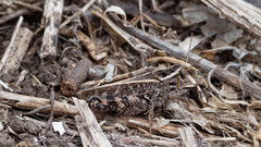 Calliptamus italicus