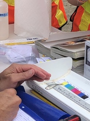 Notropis atherinoides