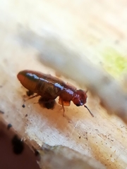 Metopsia