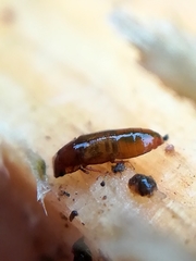 Metopsia