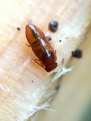 Metopsia