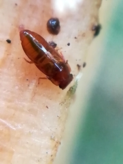 Metopsia