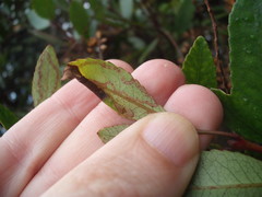 Caloptilia chrysitis
