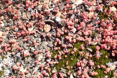 Crassula umbellata