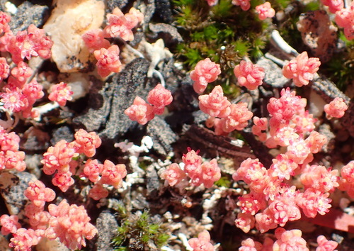 Image of Thunbergs Stonecrop (Crassula thunbergiana) by (c) Nicola van Berkel, some rights reserved (CC BY-SA)