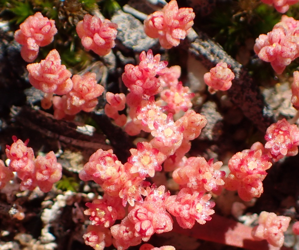 Crassula thunbergiana