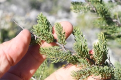 Asparagus mucronatus