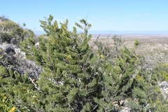 Asparagus mucronatus