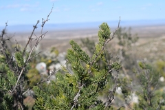 Asparagus mucronatus