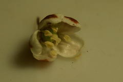 Pharnaceum aurantium