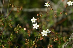 Pharnaceum aurantium