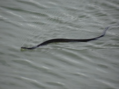 Thamnophis eques obscurus