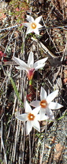 Romulea toximontana