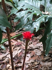 Etlingera