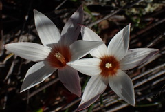 Romulea toximontana