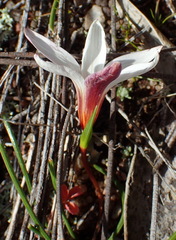 Romulea toximontana