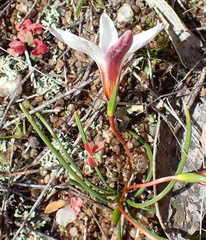 Romulea toximontana
