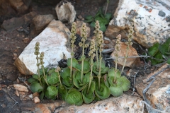 Crassula pseudohemisphaerica