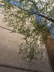Betula nigra