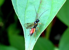 Tryphoninae
