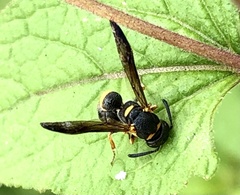 Parancistrocerus perennis