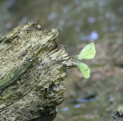 Pieris napi meridionalis