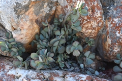 Crassula arborescens