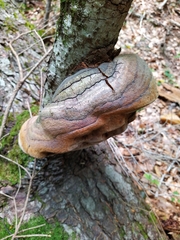 Fomitiporia hartigii