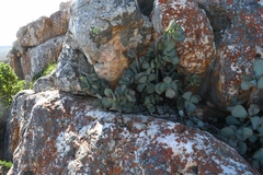 Crassula arborescens