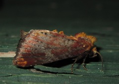 Achatodes zeae