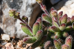 Crassula hirtipes