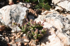 Crassula hirtipes