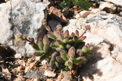 Crassula hirtipes