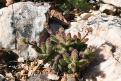 Crassula hirtipes