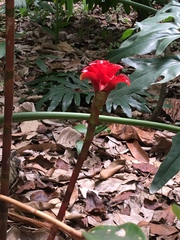 Etlingera