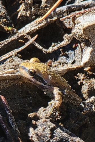 iNaturalist observation photo of Pacific chorus frog