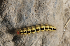 Acronicta euphorbiae