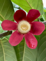 Uvaria grandiflora
