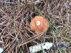 Xerocomus ferrugineus