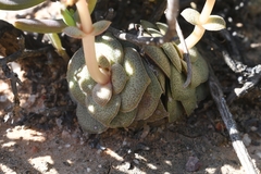 Crassula pseudohemisphaerica