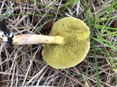 Xerocomus ferrugineus