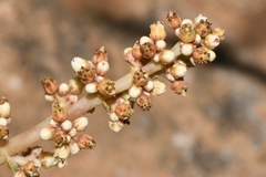 Crassula pseudohemisphaerica